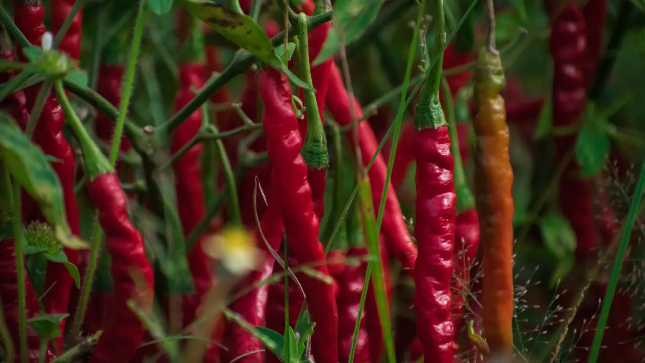 The Healing Benefits of Capsaicin for Peripheral Neuropathy - Soothing Ingredients Series